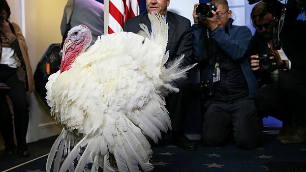 Şükran Günü'nde neye şükrediliyor? Gelenek nereden geliyor? Şükran Günü'nde neye şükrediliyor? Gelenek nereden geliyor?