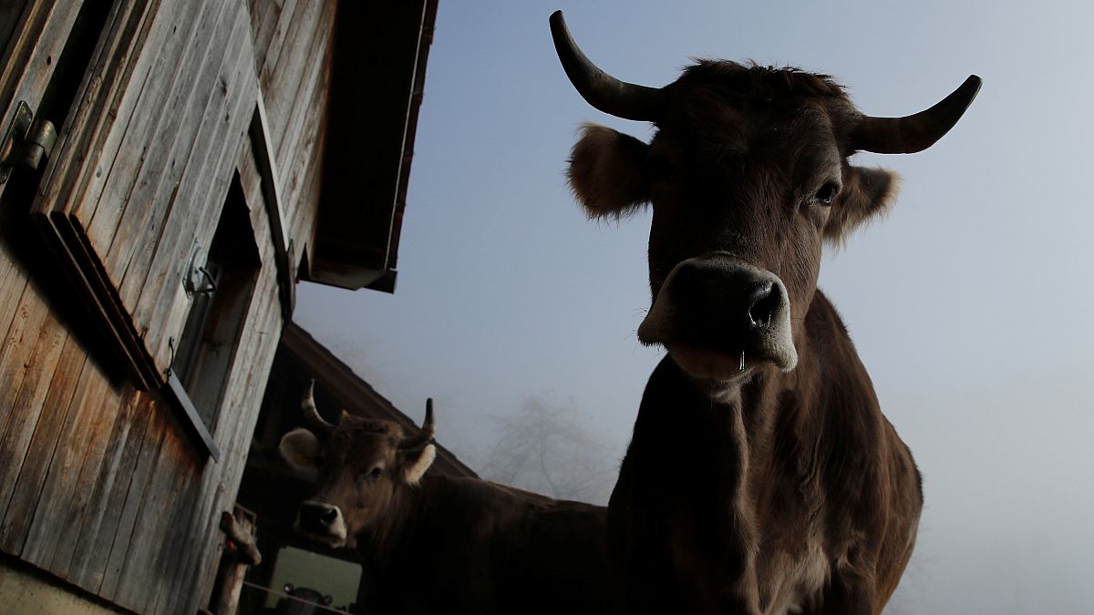 Votation en Suisse : pour ou contre les vaches à cornes ? 