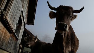 Votation en Suisse : pour ou contre les vaches à cornes?