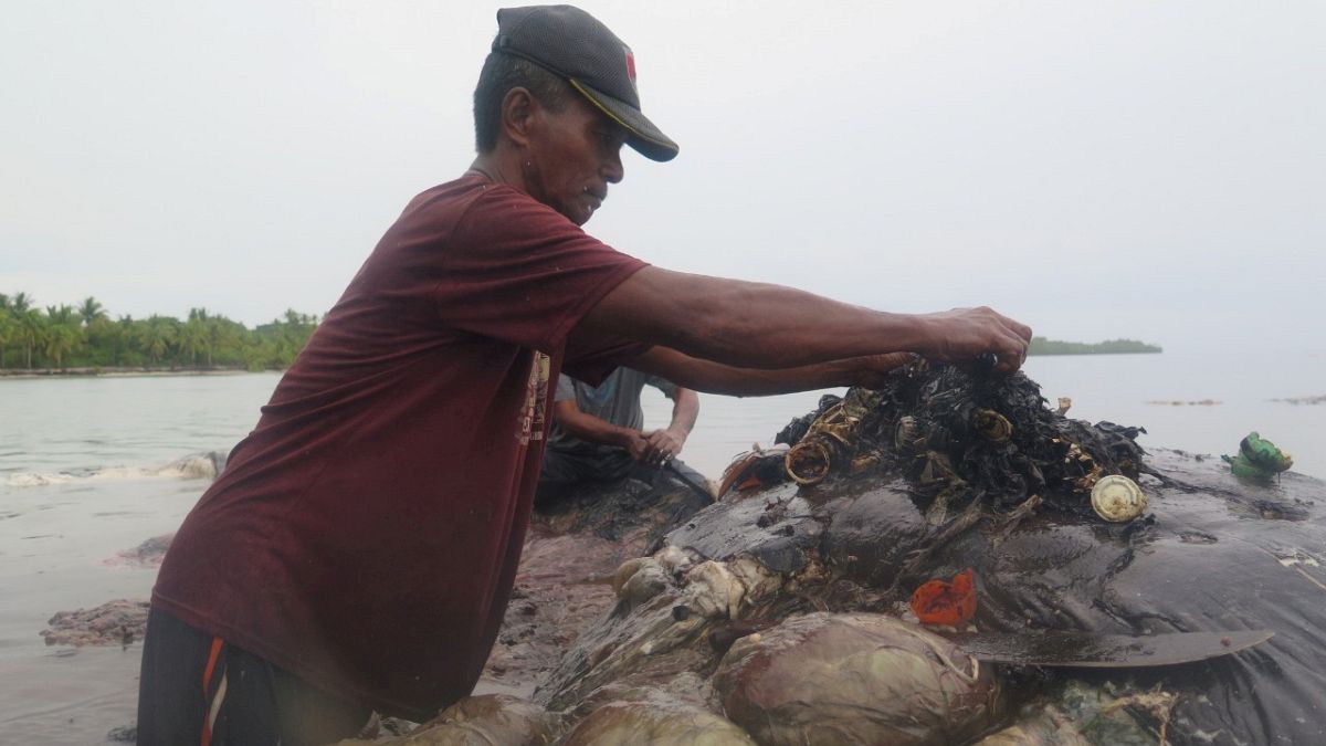  زجاجات وأكياس من البلاستيك في معدة حوت نافق في إندونيسيا