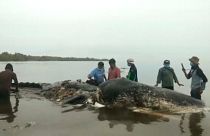 Una ballena aparece muerta con 6 kilos de plástico