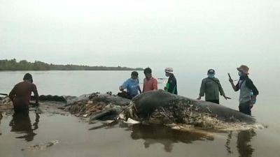 Una ballena aparece muerta con 6 kilos de plástico