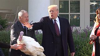 Donald Trump grants presidential pardon to Thanksgiving turkey
