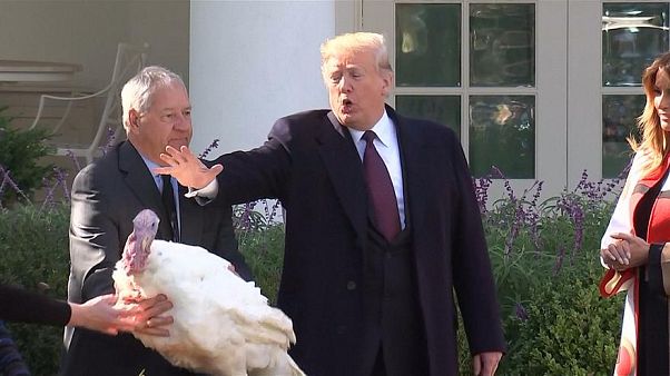 Donald Trump grants presidential pardon to Thanksgiving turkey Donald Trump grants presidential pardon to Thanksgiving turkey