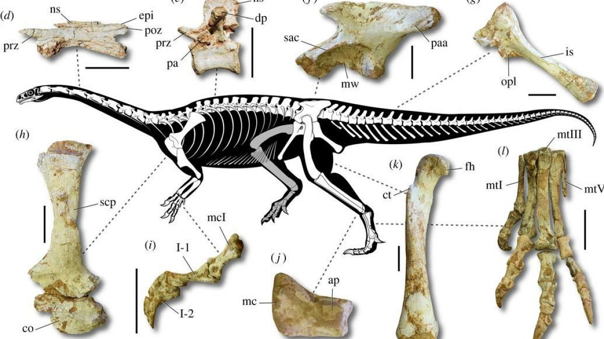 Brezilya'da, yeni bir dinozor türüne ait iskeletler bulundu 