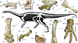 Brezilya'da, yeni bir dinozor türüne ait iskeletler bulundu 