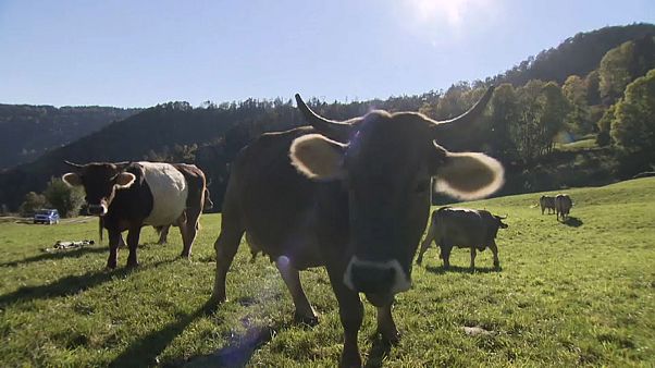 Schweizer entscheiden über Hornkuh-Initiative Schweizer entscheiden über Hornkuh-Initiative
