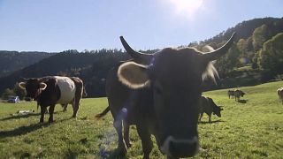 ¿Deben tener cuernos las vacas suizas?