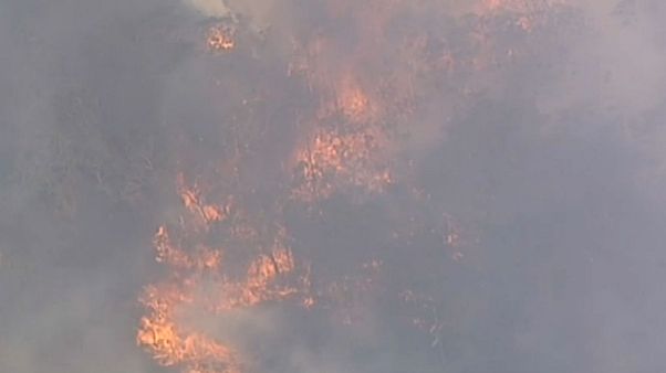 Wildfires spark emergency warning in Australia's New South Wales Wildfires spark emergency warning in Australia's New South Wales
