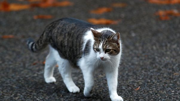 ABD'li bilim insanı kedi dilinden ilham alarak fırça geliştirdi ABD'li bilim insanı kedi dilinden ilham alarak fırça geliştirdi