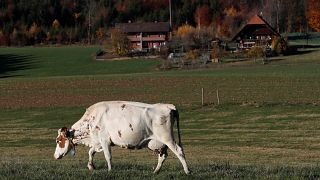 A hornless cow grazes in a field at Stefan Gilgen-Studer's farm in Oberwan
