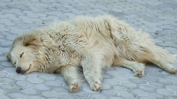 IKEA store in Italy opens its doors to stray dogs IKEA store in Italy opens its doors to stray dogs