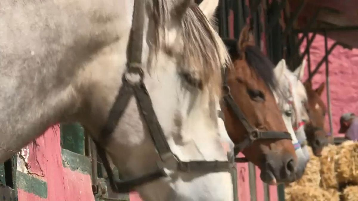 تربية الخيول تحتضر في الجزائر بسبب إهمال السلطات وتخليها عن السلالة العربية البربرية