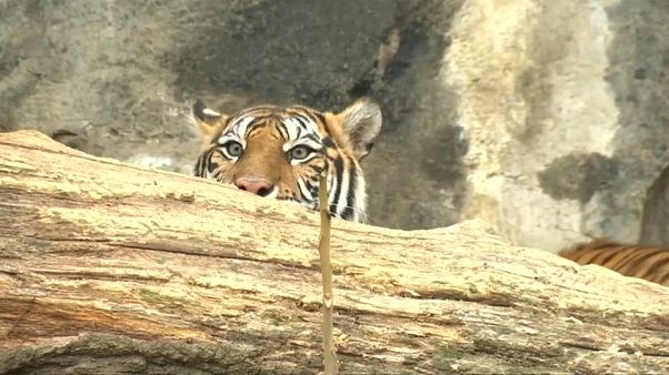 Berliner Tigerbabys schnuppern Frischluft Berliner Tigerbabys schnuppern Frischluft