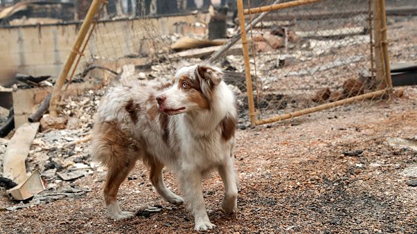 İtalya'da IKEA mağazası kapılarını sokak köpeklerine açtı İtalya'da IKEA mağazası kapılarını sokak köpeklerine açtı