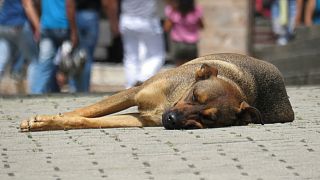 فروشگاه ایکیا در ایتالیا درهای خود را به روی سگ‌های خیابانی می‌گشاید