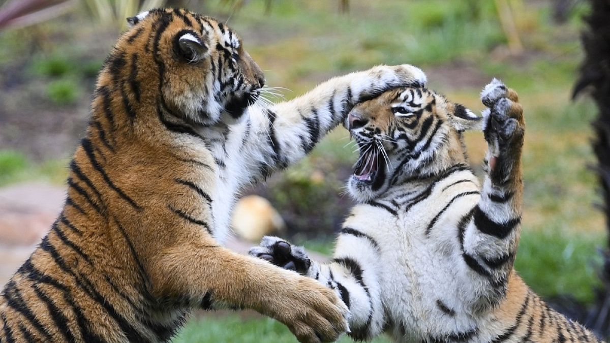 Βερολίνο: «Πρώτη» για τέσσερις σπάνιες τίγρεις Σουμάτρας 