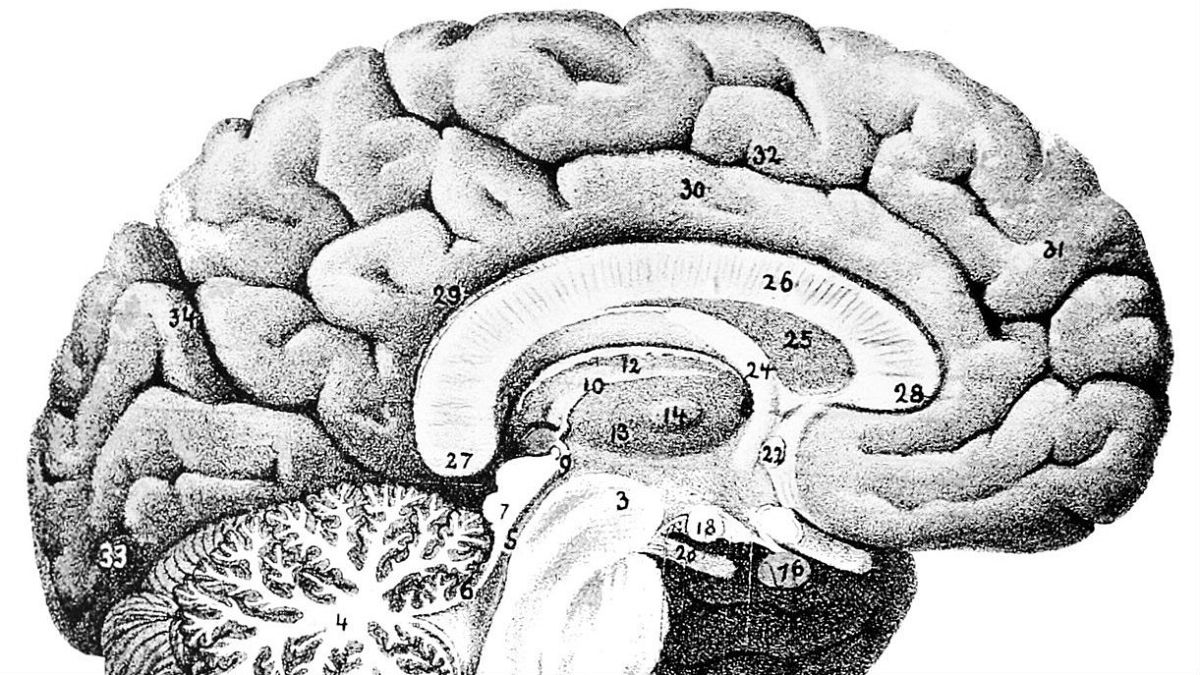 İnsan beyninde daha önce bilinmeyen bir bölge keşfedildi