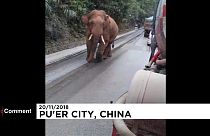 Mind the elephant!