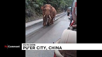 Cina: l'elefante "girovago", in visita a Pu'er City