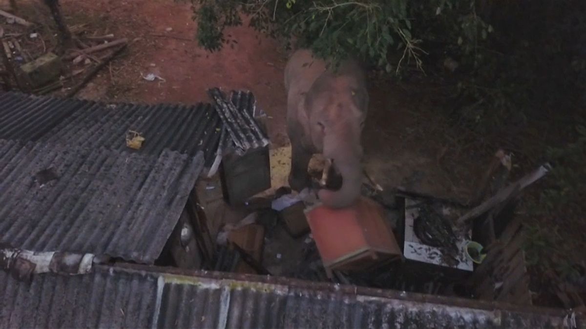 Um elefante macho tem espalhado o terror numa aldeia chinesa