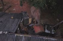 Um elefante macho tem espalhado o terror numa aldeia chinesa