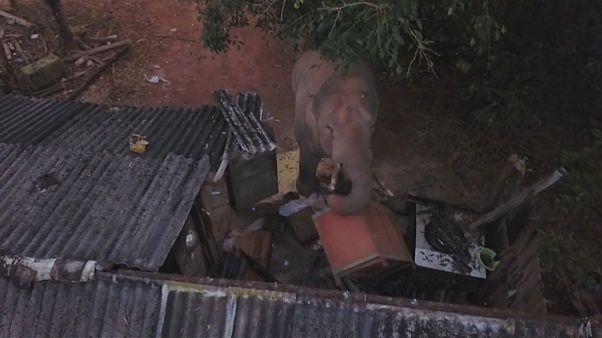 Um elefante macho tem espalhado o terror numa aldeia chinesa Um elefante macho tem espalhado o terror numa aldeia chinesa