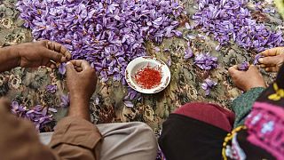 یک عضو اتاق بازرگانی: زعفران ایران با نام افغانستان صادر می‌شود