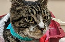 Seanin Mouland's pet Samson survived after being attacked on Sunday