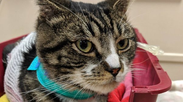Seanin Mouland's pet Samson survived after being attacked on Sunday Seanin Mouland's pet Samson survived after being attacked on Sunday