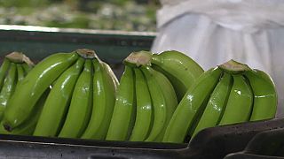 "A banana pode ser o novo petróleo verde de Angola"