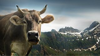 Swiss 'say no' to more sovereignty — and cow horns — in referendums