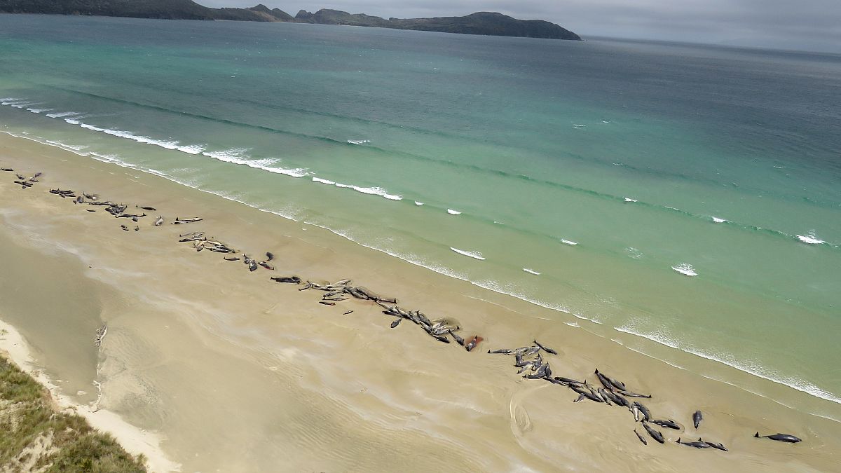 Video | Yeni Zelanda’da kıyıya vuran 145 balina telef oldu