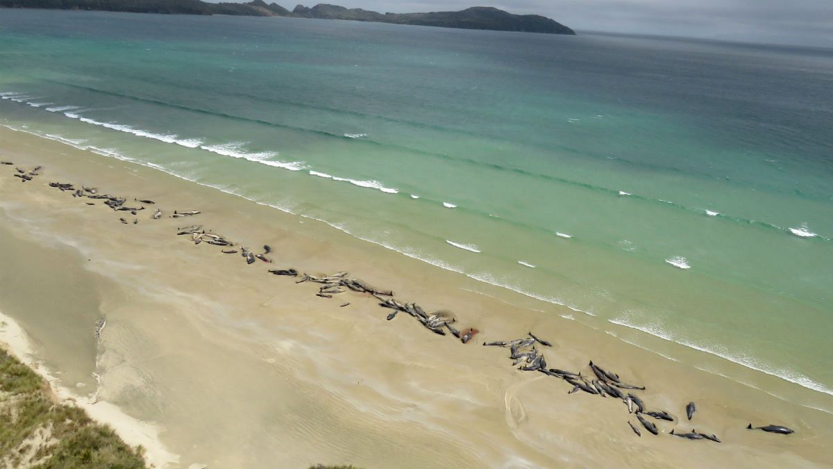 خودکشی دسته‌جمعی ۱۴۵ نهنگ در سواحل نیوزیلند