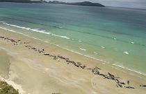 خودکشی دسته‌جمعی ۱۴۵ نهنگ در سواحل نیوزیلند