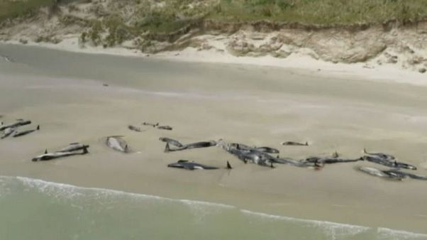 Strage di balene pilota in Nuova Zelanda Strage di balene pilota in Nuova Zelanda