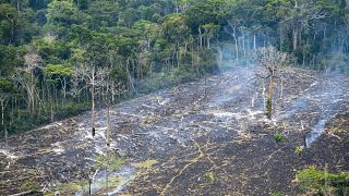 Em um ano, Amazónia perde área equivalente a cinco vezes São Paulo