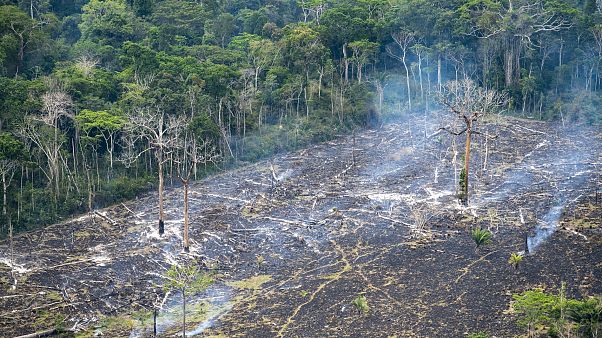 Em um ano, Amazónia perde área equivalente a cinco vezes São Paulo Em um ano, Amazónia perde área equivalente a cinco vezes São Paulo