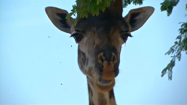Kamerun: Wie Drohnen künftig Giraffen schützen Kamerun: Wie Drohnen künftig Giraffen schützen