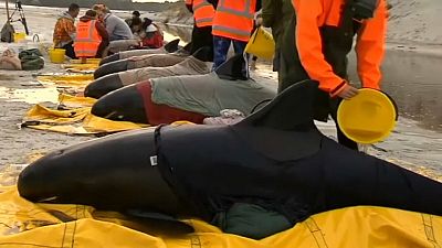 نیوزیلند؛ تلاش برای نجات نهنگ‌هایی که خود را به ساحل رسانده‌اند