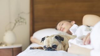 دراسة: مشاركة السرير مع الكلاب يحسن النوم عند المرأة