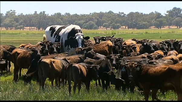 Knickers, la vaca gigante de Australia Knickers, la vaca gigante de Australia