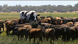 Vaca gigante evita morte