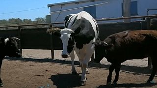 In other moos: Australia's biggest cow avoids abattoir