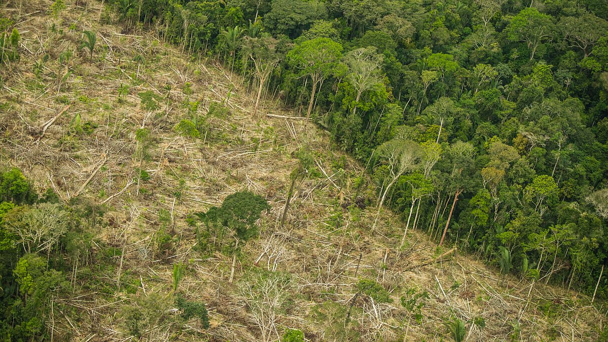 In Pictures: Deforestation in Brazil's rainforest is close to five times the size of London