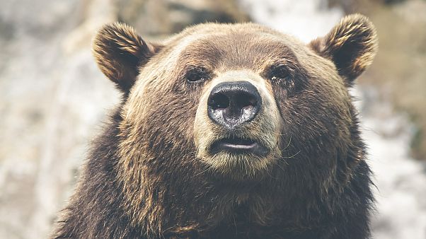 Grizzly tötet Lehrerin Valérie (37) und ihr Baby Adèle (10 Monate) Grizzly tötet Lehrerin Valérie (37) und ihr Baby Adèle (10 Monate)