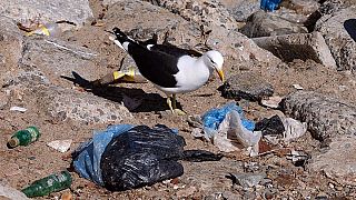 Plastikabfälle: Welches EU-Land recycelt am meisten?