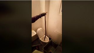 Tropical snake makes appearance in Lapland toilet bowl