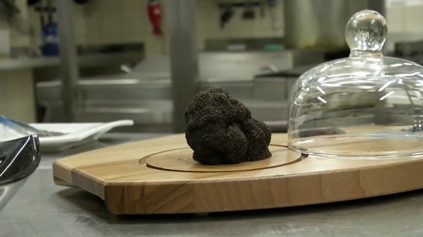 Las trufas desaparecerán por el cambio climático, según un nuevo estudio Las trufas desaparecerán por el cambio climático, según un nuevo estudio