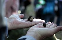 Trufas pretas em risco devido ao calor